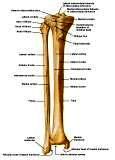 Anatomie: heup,bovenbeen,knie,onderbeen,enkel,voet,acetabulum,collum femoris,trachanter,femur,epicondyl,meniscus,kruisband,cruciate ligament,patella,knieschijf,tibia,fibula,malleolus,talus,calcaneus,tarsus,metatarsus,phalanx,falanx,quadriceps femoris,rectus femoris,sartorius,tensor fasciae latae,tractus iliotibialis,biceps femoris,gastrocnemius,semimembranosus,semitendinosus,soleus,suralis,vena saphena parva,vena saphena magna,sciatic,ischiadicus,peronea